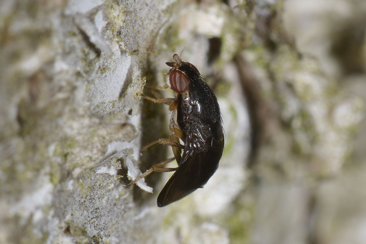 Drosophilidae?  S, Stegana (Stegana) cfr. furta